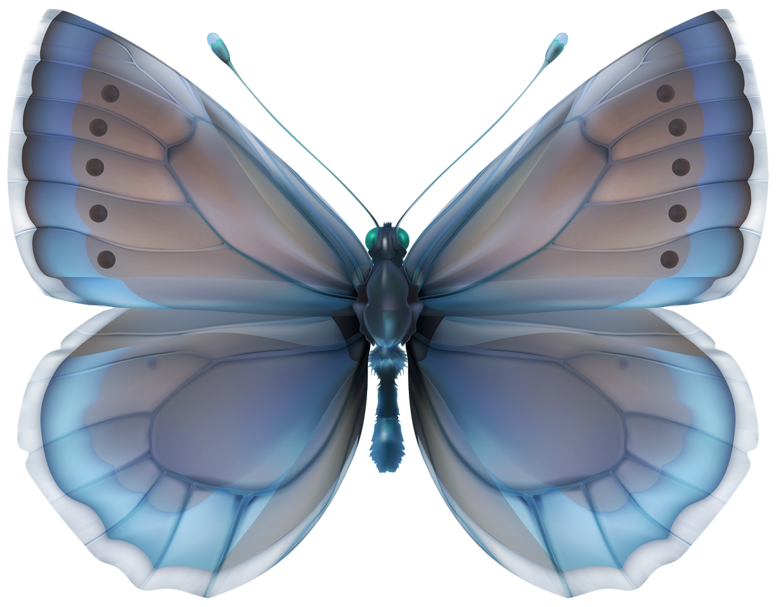 Прозрачная бабочка пнг. Бабочка. Бабочки серо голубые. Голубая бабочка. Бабочки на белом фоне.