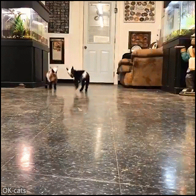 Funny goat GIF • Boing! Boing! Boing! 2 happy baby goats leaping in sync. Aww, those funny baby animals Funny goat GIF • Boing! Boing! Boing! 2 happy baby goats leaping in sync. Aww, those funny baby animals