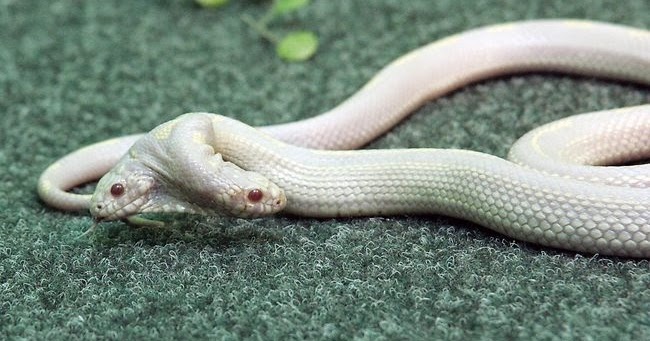 Змеи в турции Змеи в турции