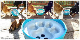 dogs playing with food bowl