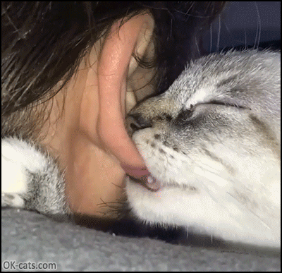 Crazy Cat GIF • Weird cat suckling from ear girl and kneading the neck. He wants milk but forgot how to cat.