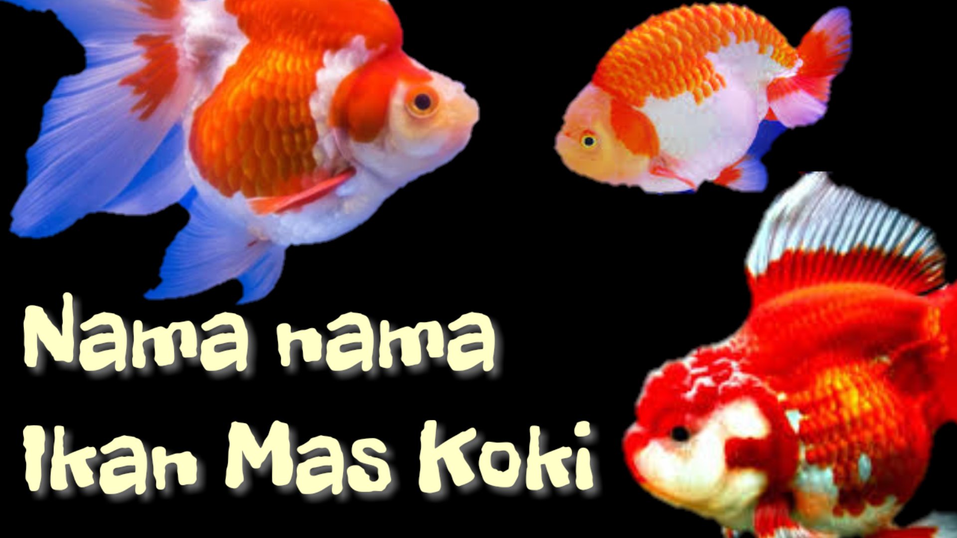 98 Nama Ikan Mas Koki Yang Bagus Bawa Hoki - Tabir Dakwah