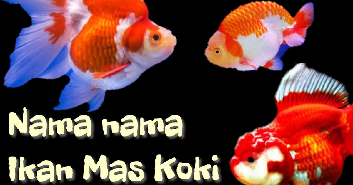 98 Nama Ikan Mas Koki Yang Bagus Bawa Hoki - Tabir Dakwah