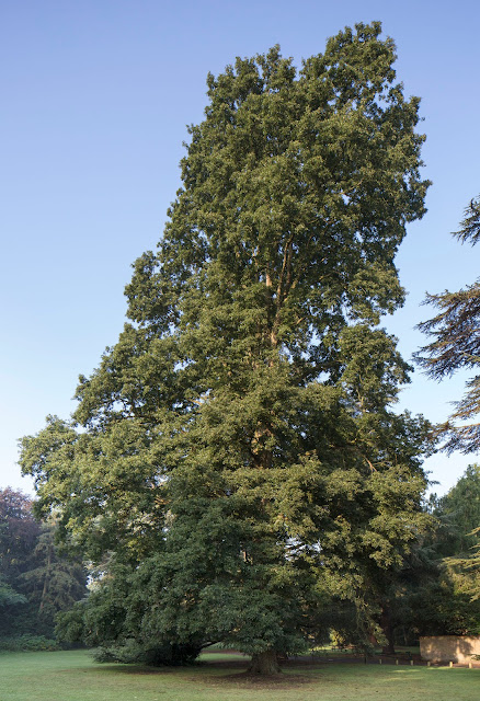 Turkey Oak, Quercus cerris.   High Elms Country Park, 23 August 2013.