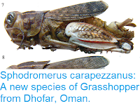 https://sciencythoughts.blogspot.com/2017/06/sphodromerus-carapezzanus-new-species.html