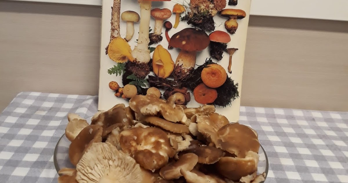 La micologia gastronomica en Asturias PLEUROTUS ERYNGII, SETA DE CARDO.