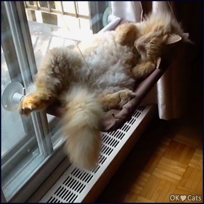 Funny Cat GIF • It's caturday. Lazy cat resting and chilling  in his hammock, like a Boss