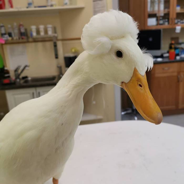 Chingum — Discover Curiosities Crested Duck's Head Look Like The