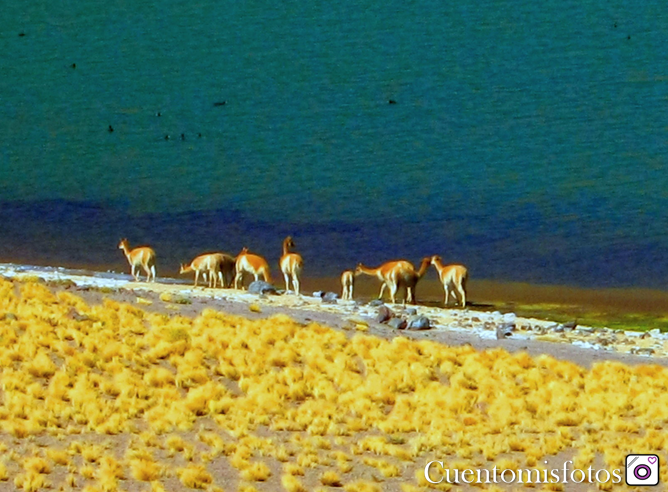 guanacos LAGUNAS ALTIPLANICAS