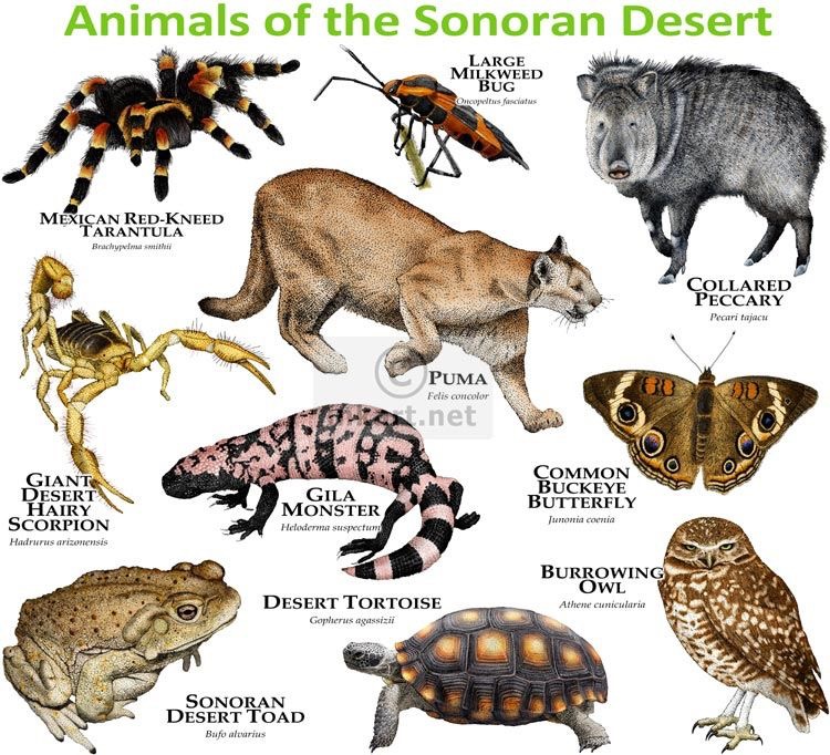 Animais do Deserto de Sonora