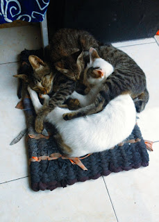 Cats Brother Hood Sleep Together On The Doormat