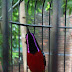 Penyebab Perbedaan Warna Dada merah dan Dada Coklat pada Burung Kolibri ninja atau konin (Sunbird)