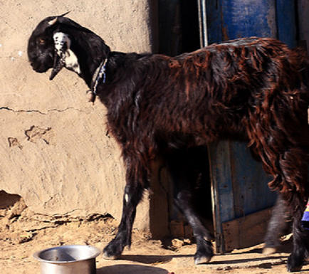 Most Popular Indigenous Breeds of Goats in India
