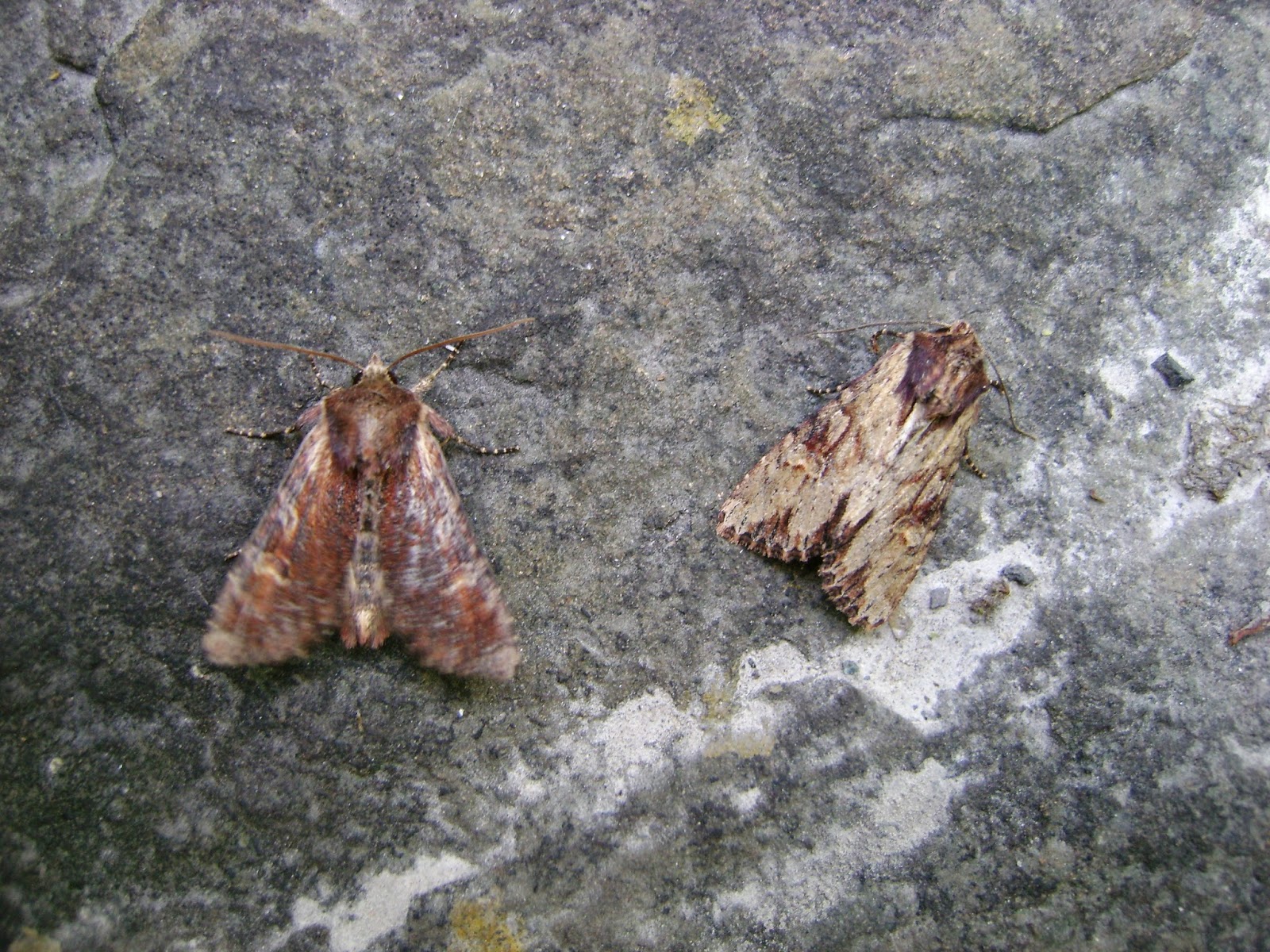 Carmarthenshire Moth and Butterfly Group Moths....and more moths!