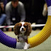 The most expensive 10 dog breeds in the world The most expensive 10 dog breeds in the world