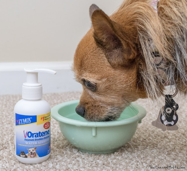 Jada drinking water with oratene water additive