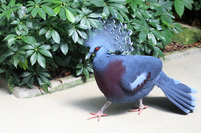 The National Aviary