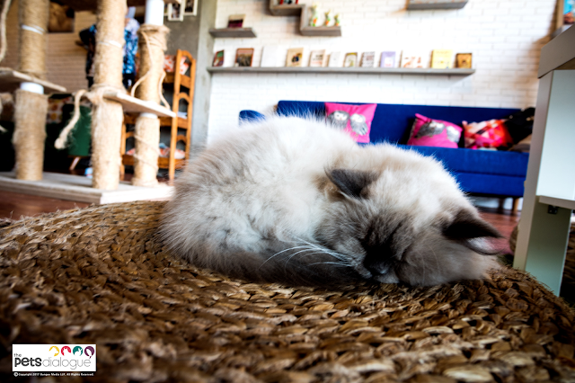 persian cat sleeping