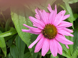 pink daisy photo by mbgphoto