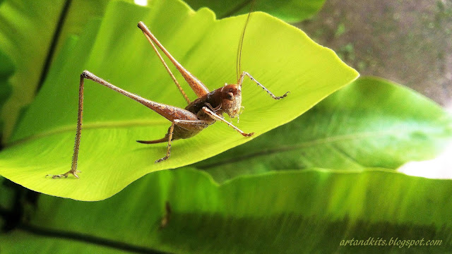 Encontrando um extraterreste... / Finding an alien...