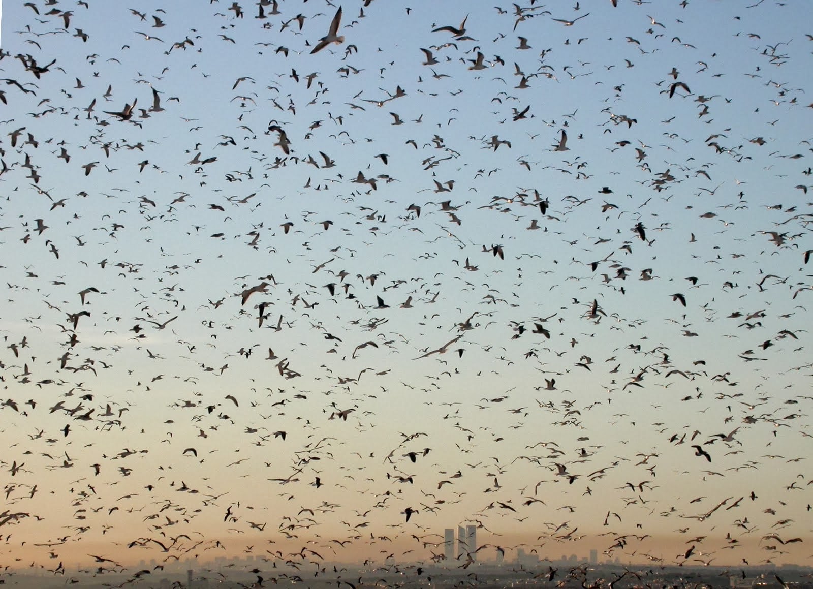 Gaviotas en Madrid