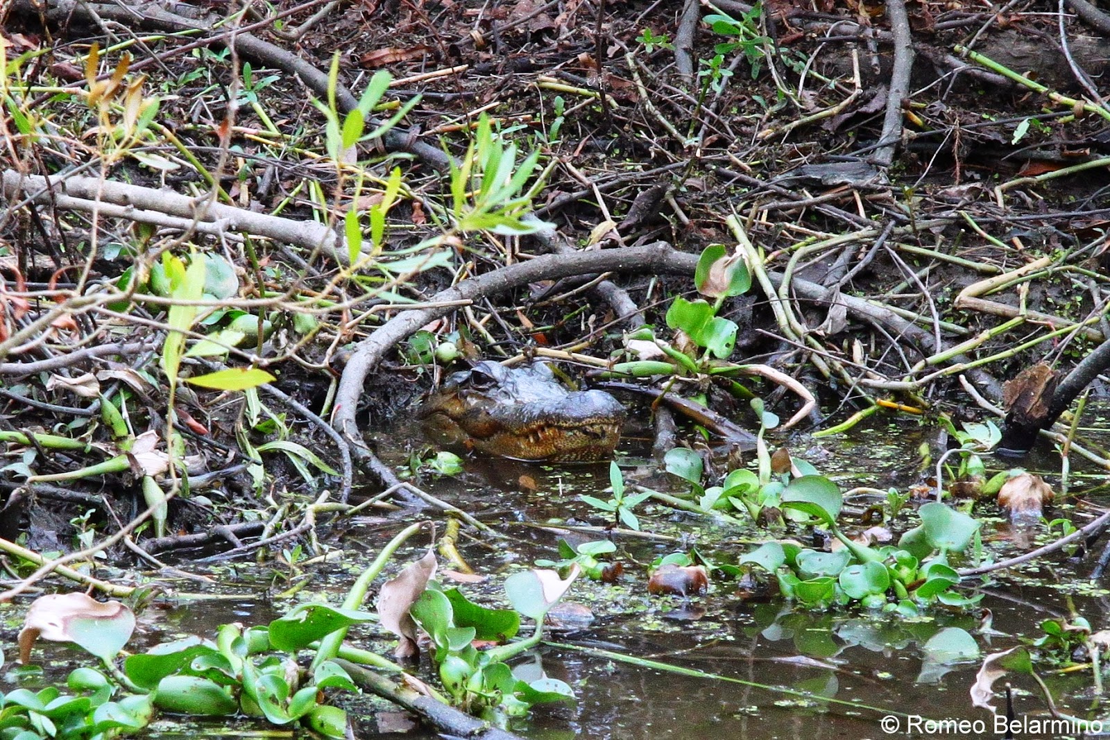 Alligator Hunting on a New Orleans Swamp Tour Travel the World