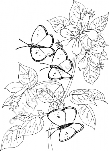 Butterfly Coloring Pages title=
