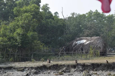 Sundarbans Harbaria from Mongla | Beautiful river 12 photos 7 Three monkeys in the Sundarbans