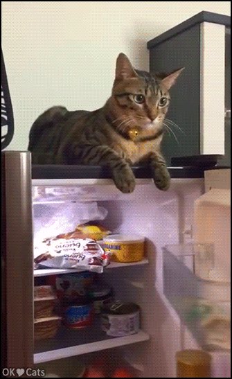 Funny Cat GIF • Angry Cat revolts when his owner tries to close the fridge door. “Do NOT want!” [cat-gifs.com]