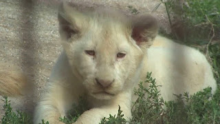 yavru beyaz aslan