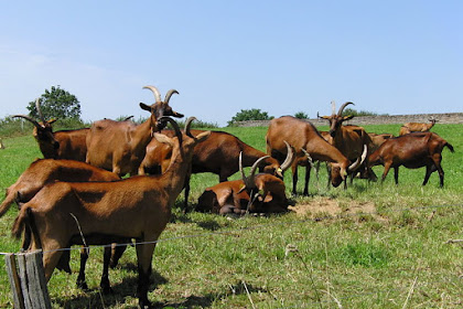 Cara Budidaya Beternak Kambing Domba