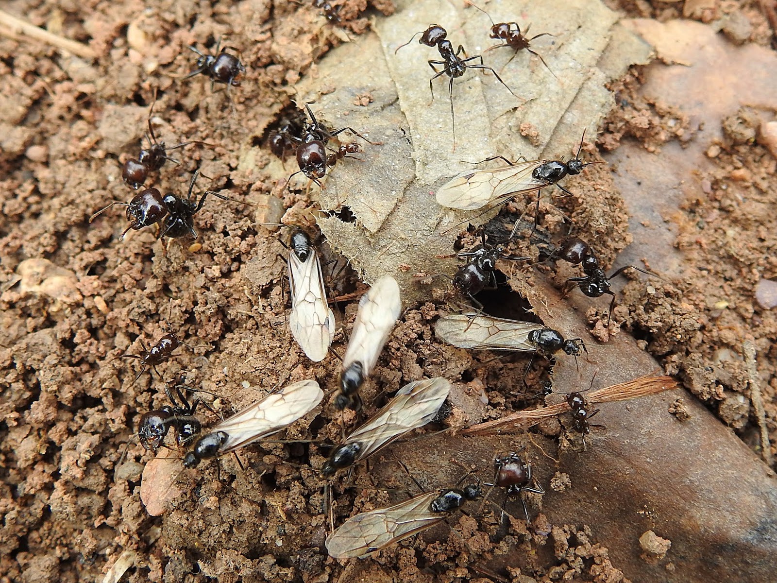 Cómo deshacerse de las hormigas voladoras (aka Swarming Ants!)