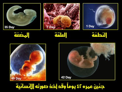 مراحل تكوين الجنين Stages of embryo formation