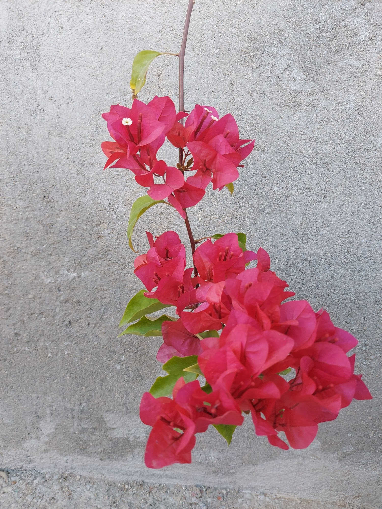 Bougainvillea not growing