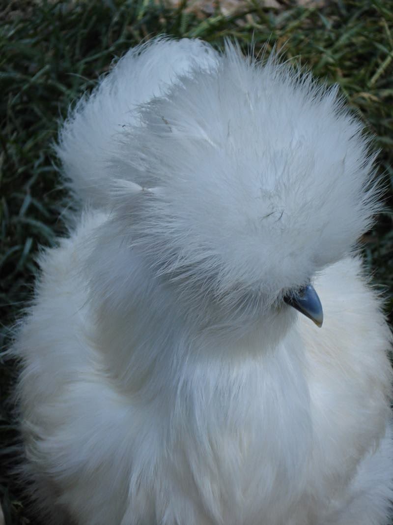 Silkie | The Fluffy Chicken