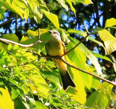 birds Nicaragua