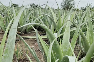 Aloe vera ki hybrid variety एलोवेरा की हाईब्रिड वैरायटी की खेती करे किसान और ले ज़बरदस्त मुनाफा।