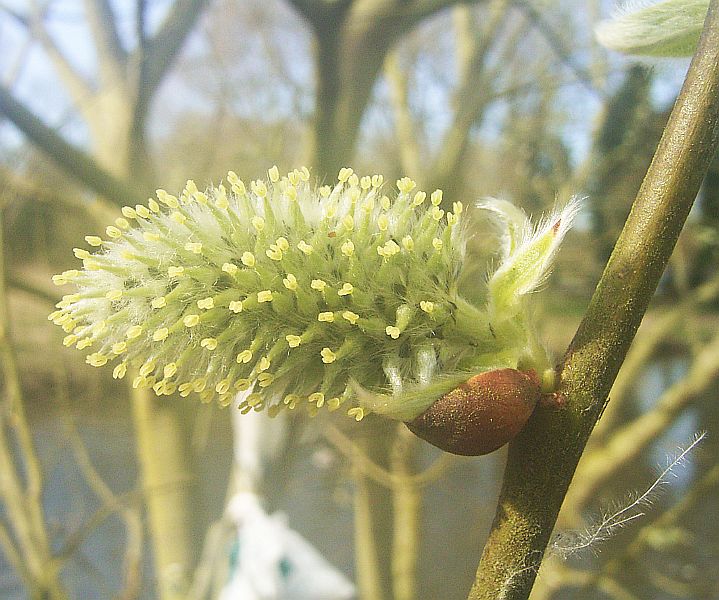 Trees with WindPollinated Flowers