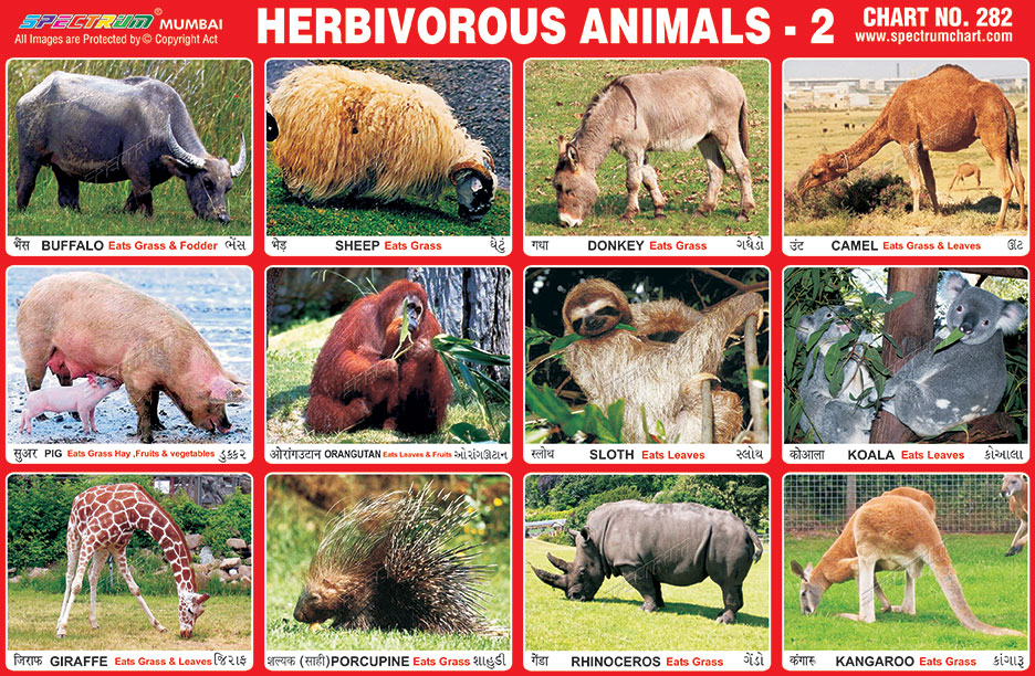 Herbivores, Carnivores and Omnivores - Kerala LPSA Helper