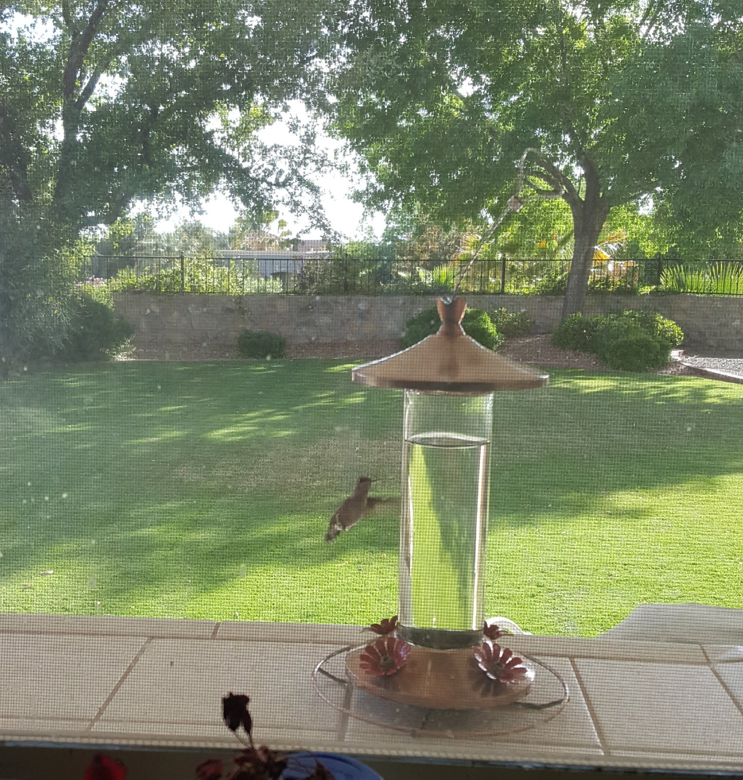 Disembodied Ninja May 2019 disembodied-ninja-may-2019