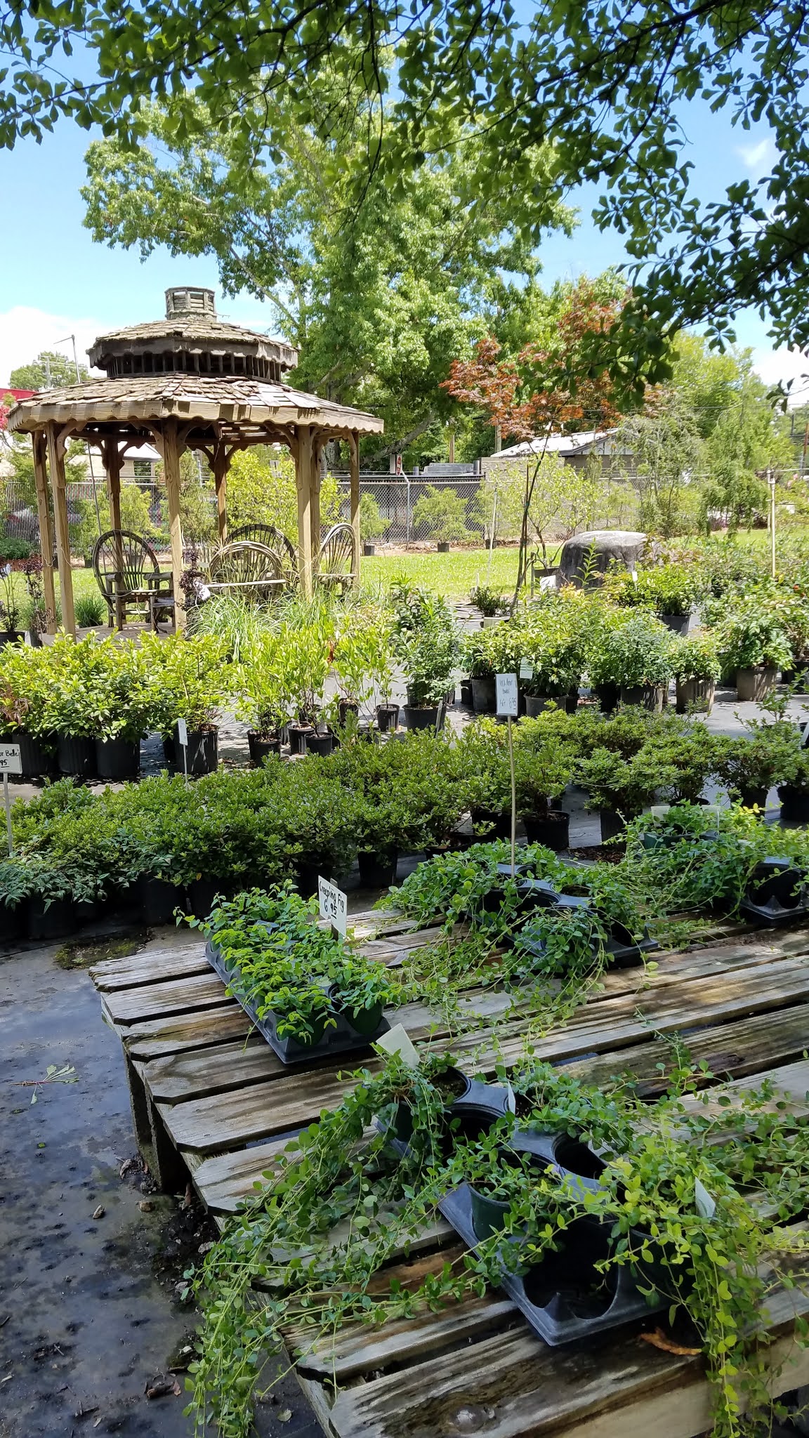 The Feathered Nest Venturing out with my sweet Dad