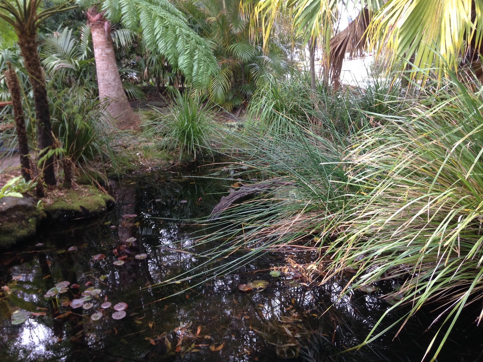 How to create a frogfriendly garden Growing Illawarra Natives