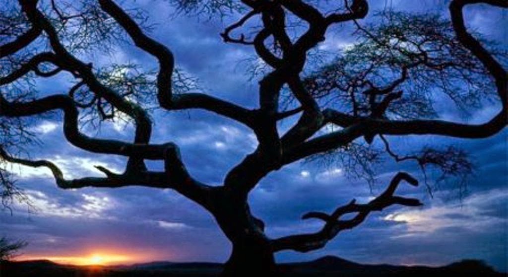Gambar Pohon Siluet Wallpaper Pemandangan Alam Cantik 