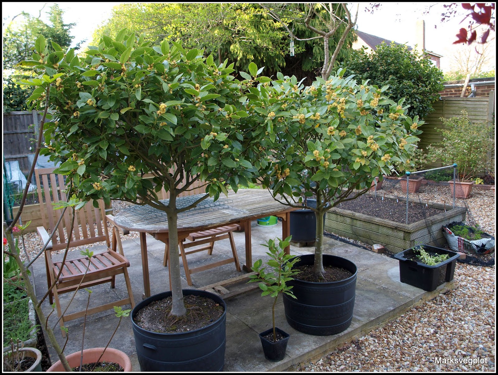 Mark's Veg Plot Bye Bye Baytrees