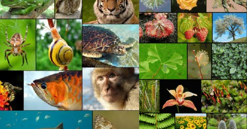 Makalah Keaneka Ragaman Hayati Perbedaan Buncis Kacang Panjang Kacang Tanah Dan Toge Lengkap Gadisnet