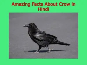Crow in hindi