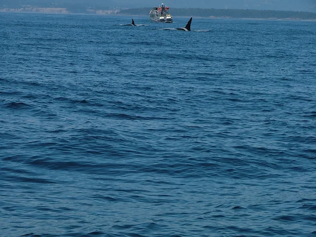 Killer Whales in Haro Strait