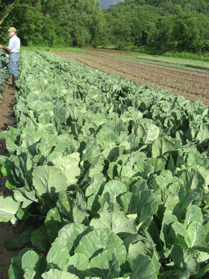 Harmony Valley Farm Vegetable Feature Collard Greens