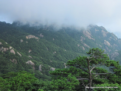 Huanshan - Yellow Mountains