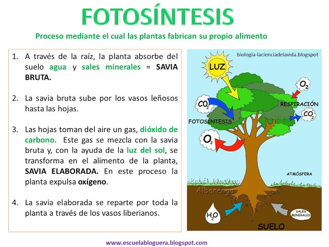 La Fotosintesis Lessons Tes Teach